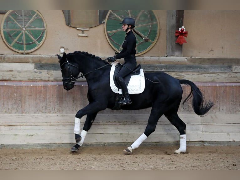 Oldenburg Gelding 7 years 16,1 hh Black in Altenstadt