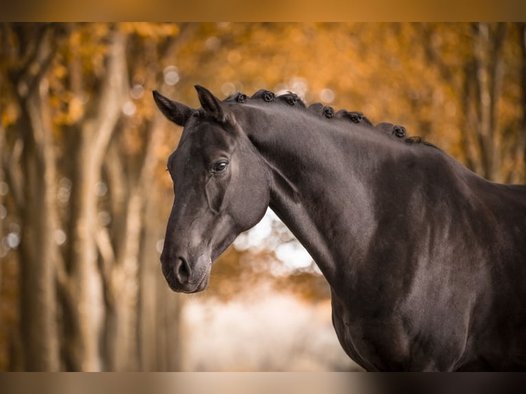 Oldenburg Gelding 7 years 16,1 hh Black in Bielefeld