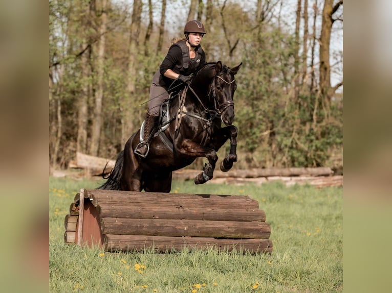 Oldenburg Gelding 7 years 16,1 hh Black in Bielefeld