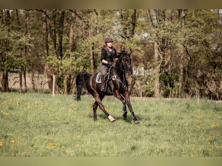 Oldenburg Gelding 7 years 16,1 hh Black in Bielefeld