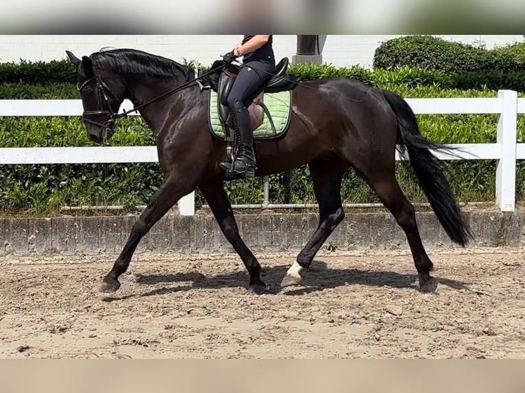 Oldenburg Gelding 7 years 16,1 hh Black in Bielefeld