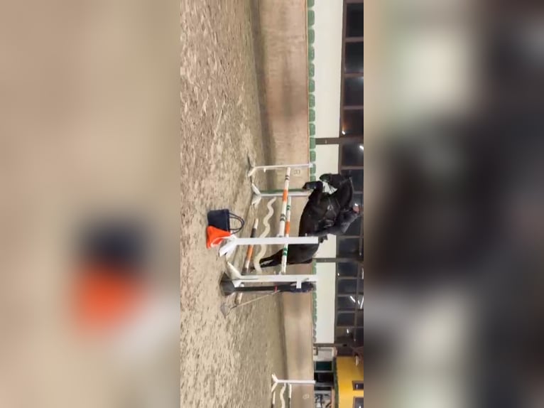 Oldenburg Gelding 7 years 16,1 hh Black in Bielefeld