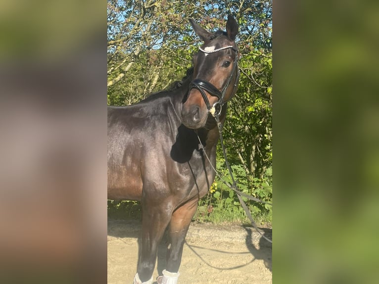 Oldenburg Gelding 7 years 16.1 hh Brown in Sprockhövel