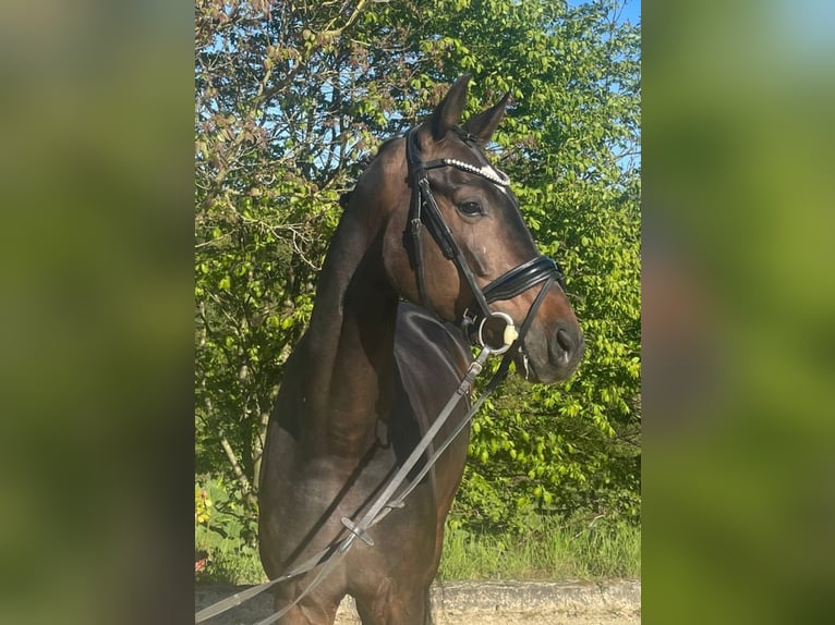 Oldenburg Gelding 7 years 16.1 hh Brown in Sprockhövel