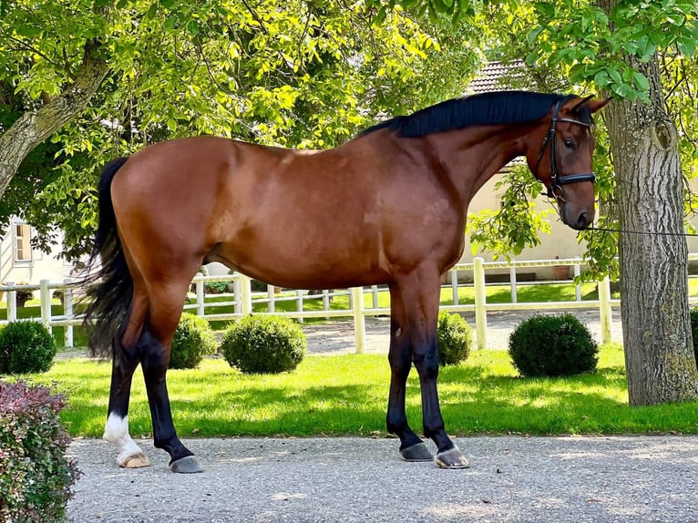 Oldenburg Gelding 7 years 16.1 hh Brown in Stockerau