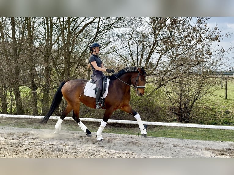 Oldenburg Gelding 7 years 16.1 hh Brown in Stockerau