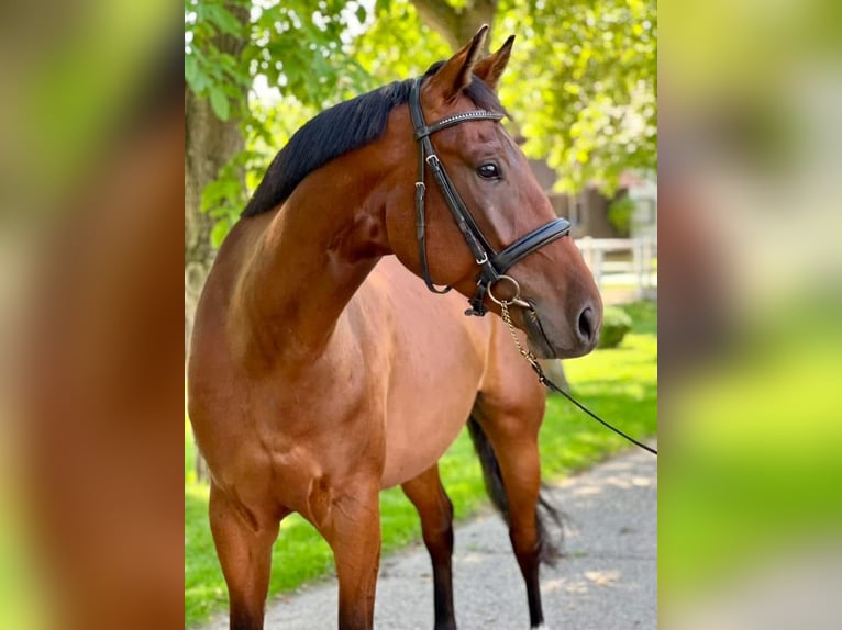 Oldenburg Gelding 7 years 16.1 hh Brown in Stockerau