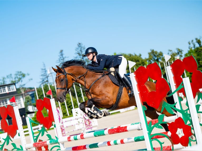 Oldenburg Gelding 7 years 16,1 hh Brown in Tąpkowice