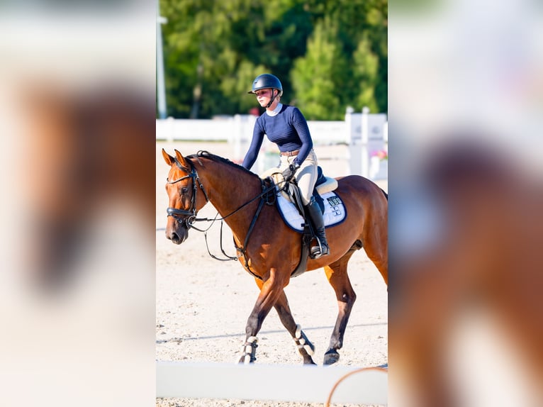 Oldenburg Gelding 7 years 16,1 hh Brown in Tąpkowice