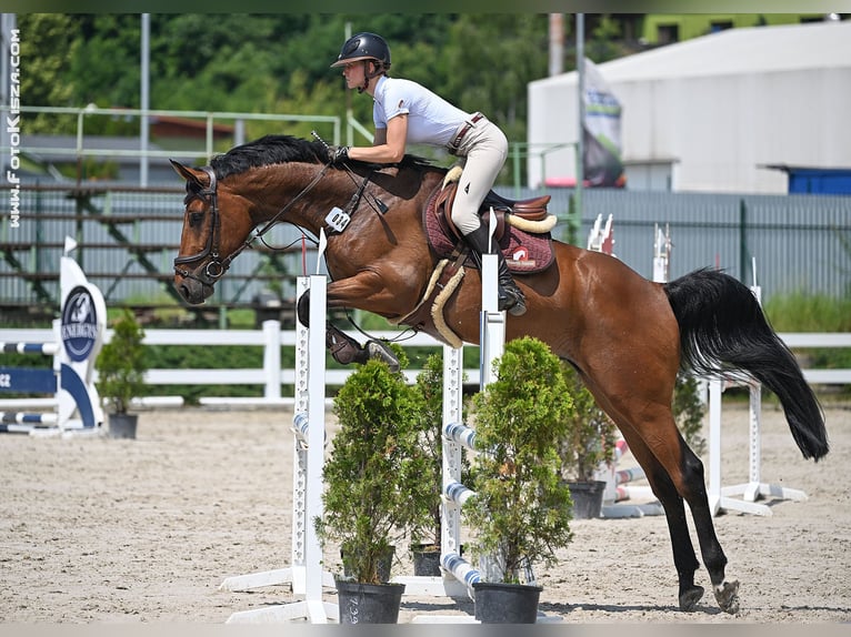 Oldenburg Gelding 7 years 16.1 hh Brown in Zduchovice