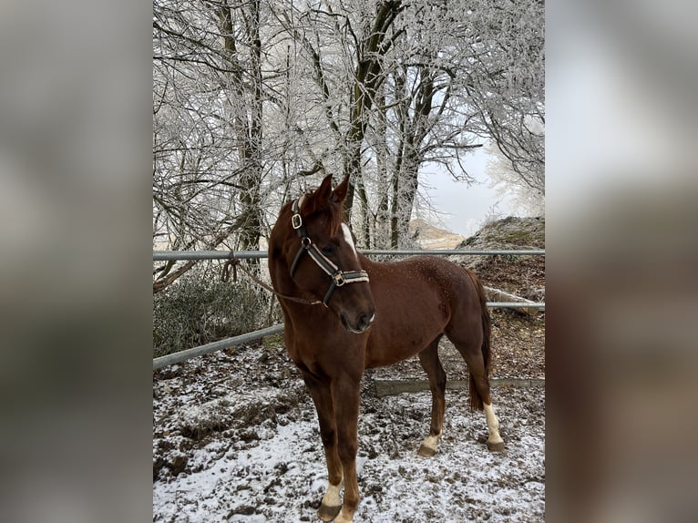 Oldenburg Gelding 7 years 16,1 hh Chestnut in Heidenheim an der Brenz