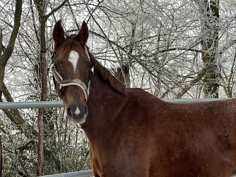 Oldenburg Gelding 7 years 16,1 hh Chestnut in Heidenheim an der Brenz