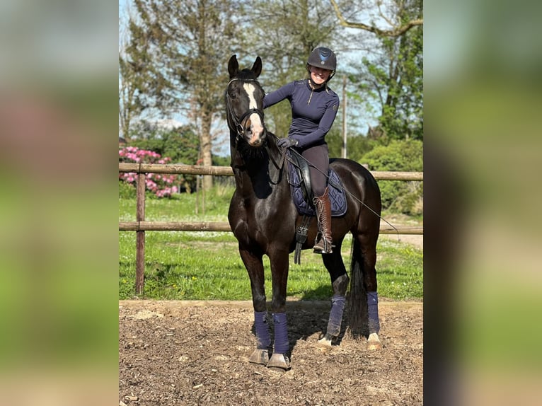 Oldenburg Gelding 7 years 16,1 hh in Osten