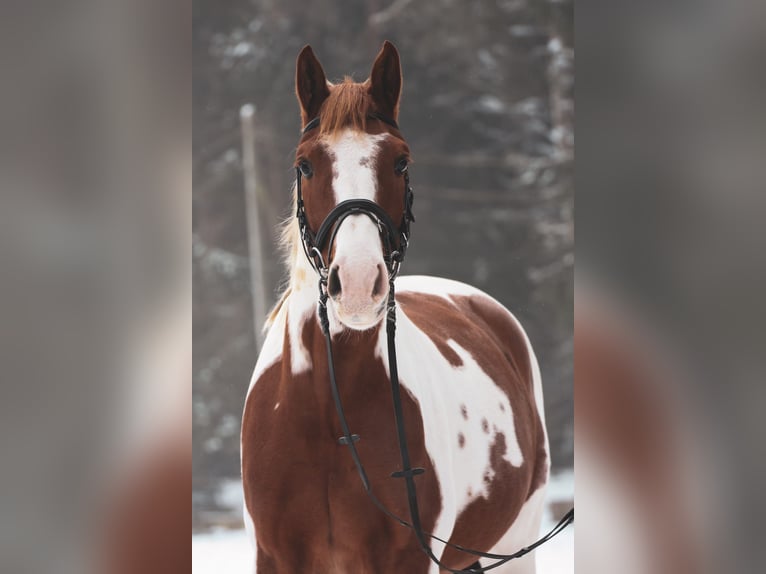 Oldenburg Gelding 7 years 16.1 hh Pinto in Oerlinghausen