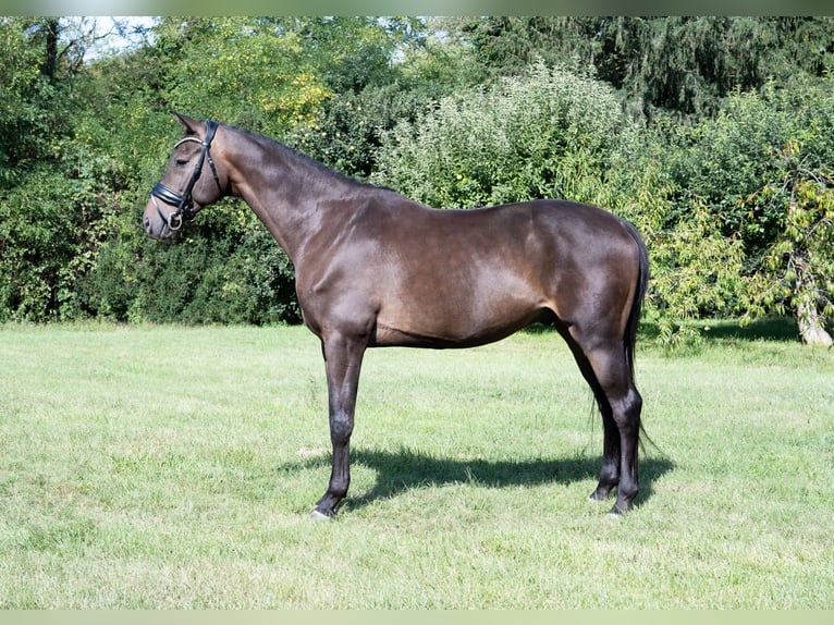 Oldenburg Gelding 7 years 16,2 hh Bay in Kaposvár