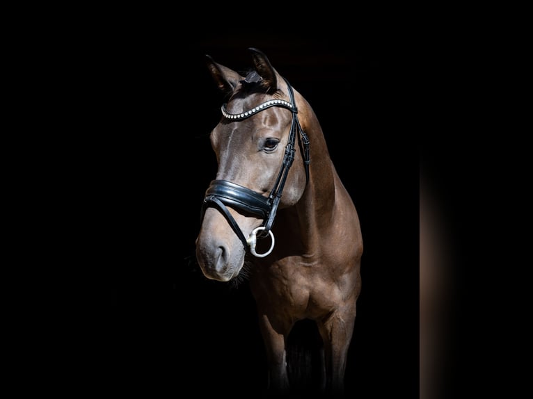 Oldenburg Gelding 7 years 16,2 hh Bay in Kaposvár