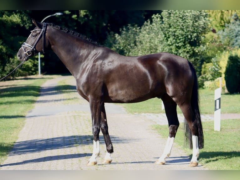 Oldenburg Gelding 7 years 16,2 hh Black in Deinstedt