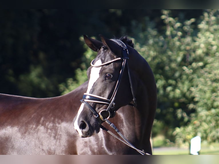 Oldenburg Gelding 7 years 16,2 hh Black in Deinstedt