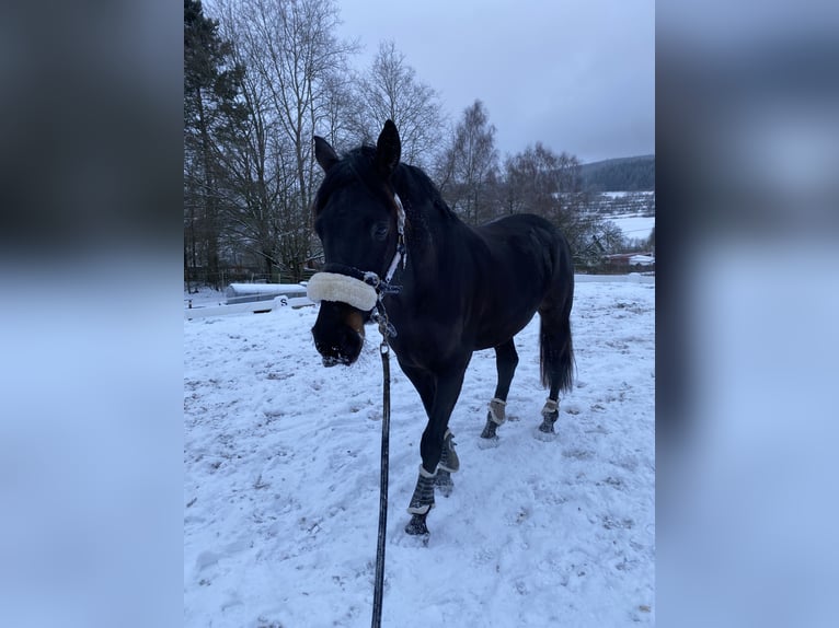 Oldenburg Gelding 7 years 16.2 hh Black in Ulrichstein