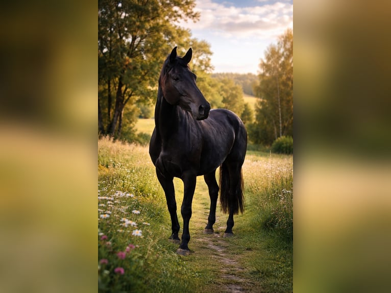 Oldenburg Gelding 7 years 16.2 hh Black in Ulrichstein