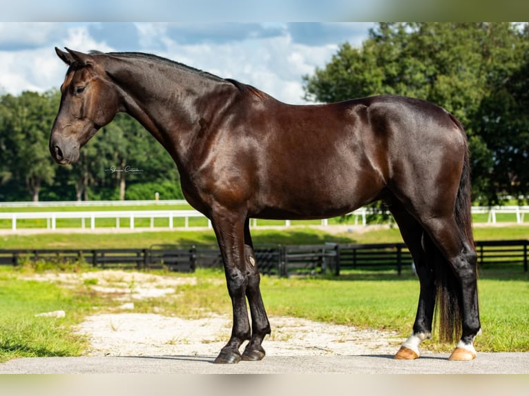 Oldenburg Gelding 7 years 16.2 hh Black in Ocala FL