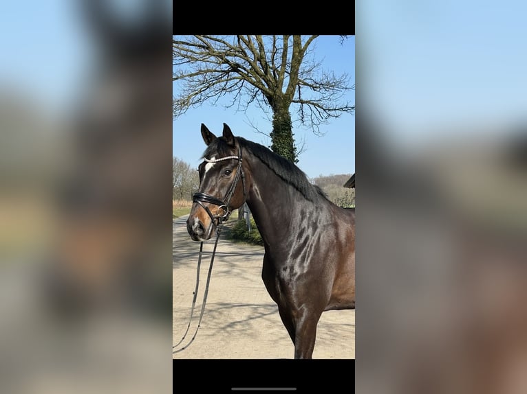 Oldenburg Gelding 7 years 16,2 hh Brown in Ibbenb&#xFC;ren