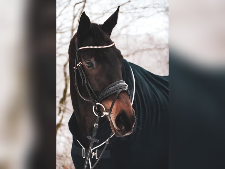 Oldenburg Gelding 7 years 16,2 hh Brown in Ahrensbök