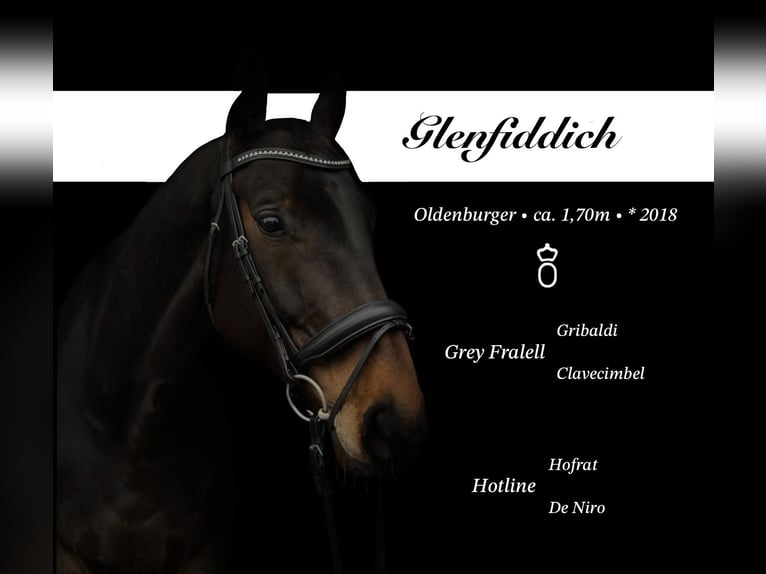 Oldenburg Gelding 7 years 16,2 hh Brown in Ahrensbök