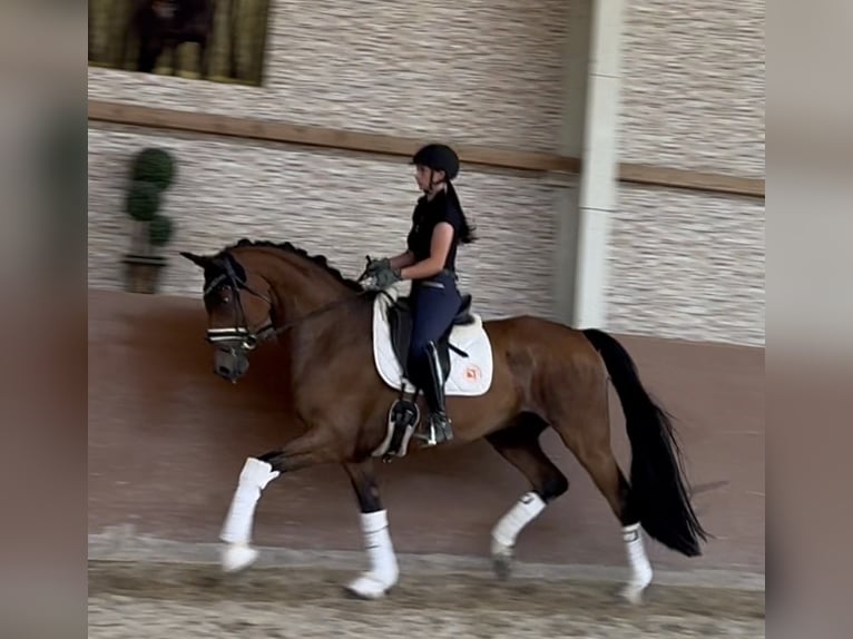 Oldenburg Gelding 7 years 16.2 hh Brown in Wehringen