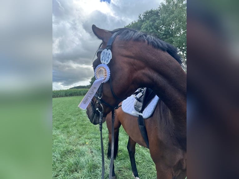 Oldenburg Gelding 7 years 16.2 hh Brown in Weener