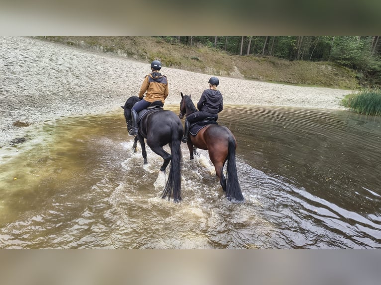 Oldenburg Gelding 7 years 16.2 hh Brown in Weener