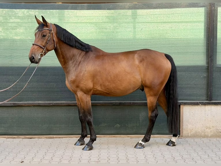 Oldenburg Gelding 7 years 16.2 hh Brown in Schwanstetten