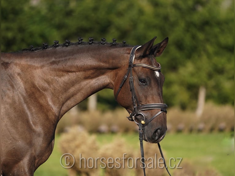 Oldenburg Gelding 7 years 16,2 hh Brown in Prag