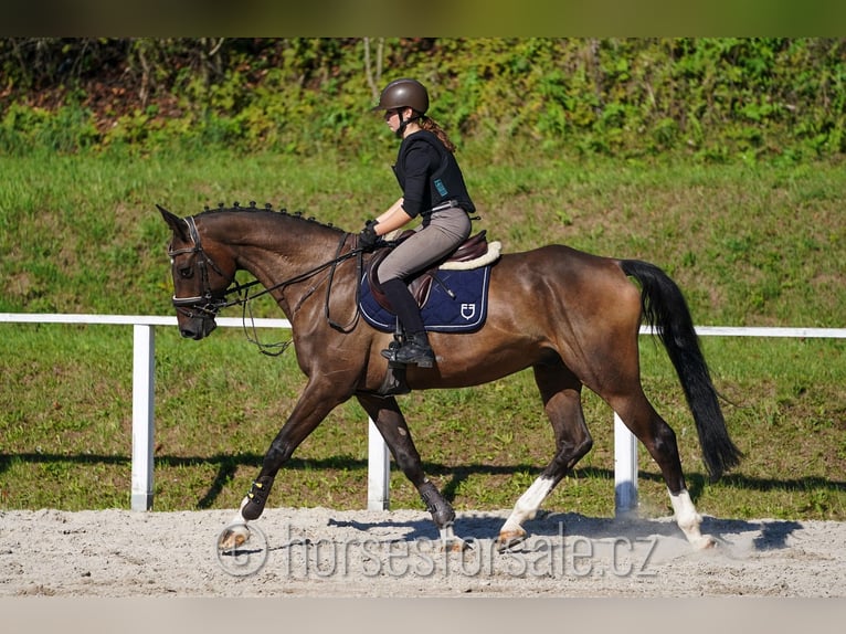 Oldenburg Gelding 7 years 16,2 hh Brown in Prag