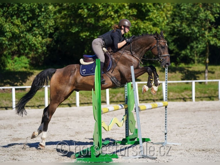 Oldenburg Gelding 7 years 16,2 hh Brown in Prag