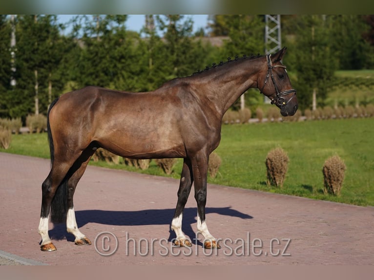 Oldenburg Gelding 7 years 16,2 hh Brown in Prag