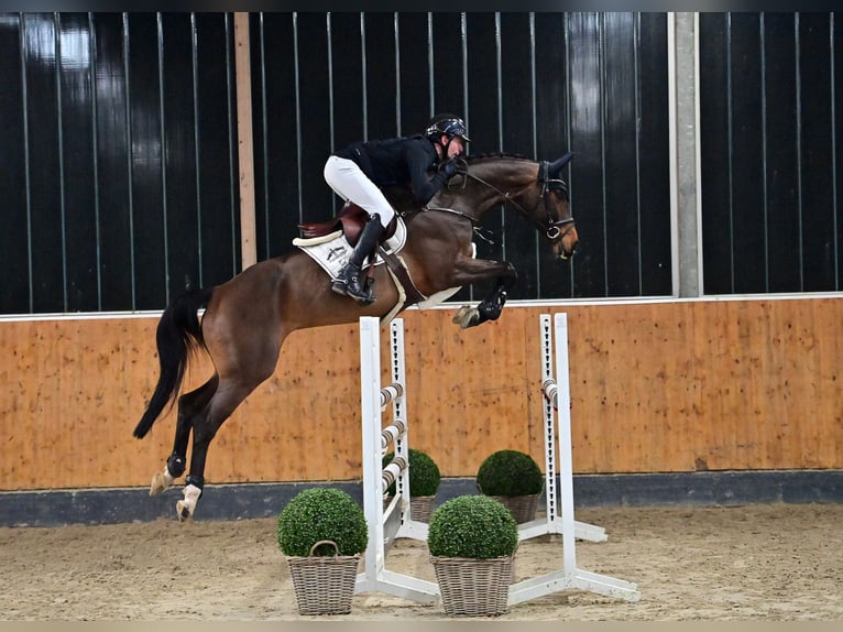 Oldenburg Gelding 7 years 16,2 hh Brown in Steinfeld (Oldenburg)