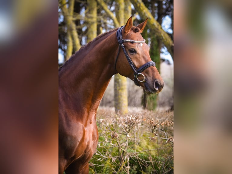 Oldenburg Gelding 7 years 16,2 hh Chestnut in Marigny