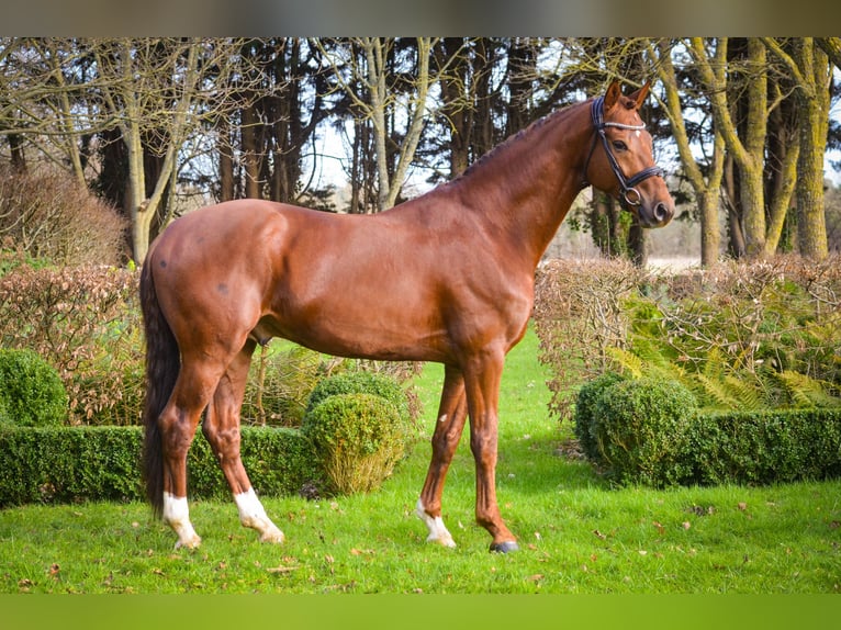 Oldenburg Gelding 7 years 16,2 hh Chestnut in Marigny