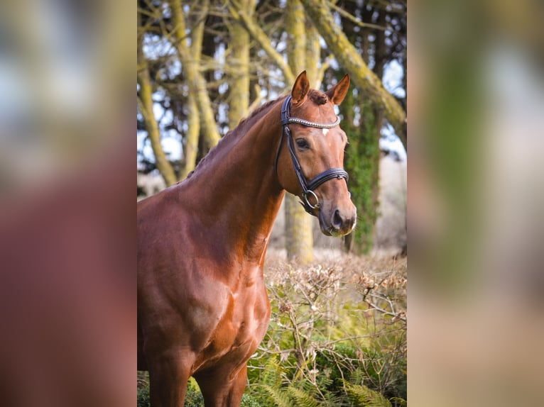 Oldenburg Gelding 7 years 16,2 hh Chestnut in Marigny