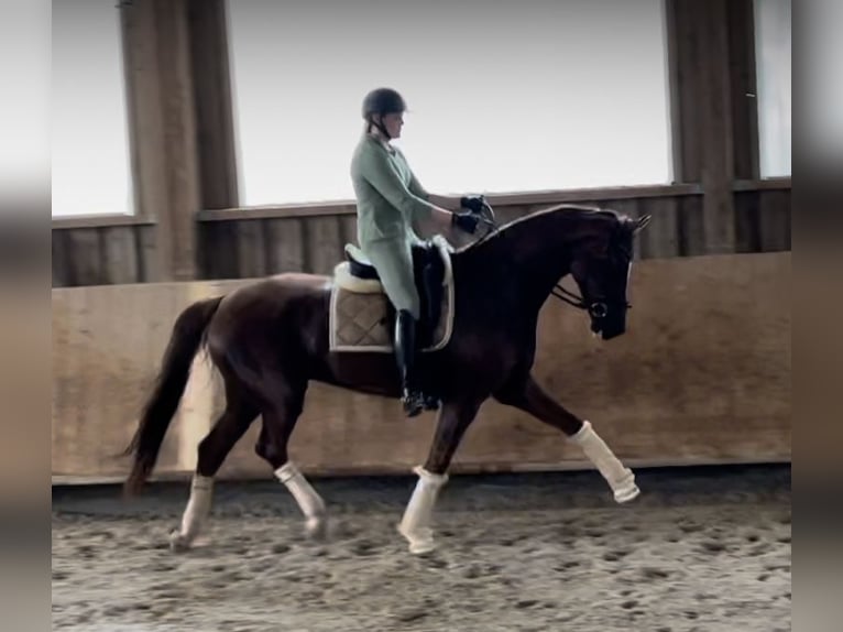 Oldenburg Gelding 7 years 16,2 hh Chestnut in Pfaffenhofen