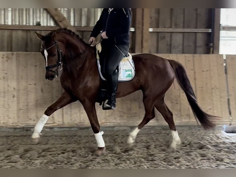 Oldenburg Gelding 7 years 16,2 hh Chestnut in Pfaffenhofen