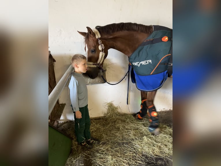 Oldenburg Gelding 7 years 16,2 hh Chestnut in Pfaffenhofen