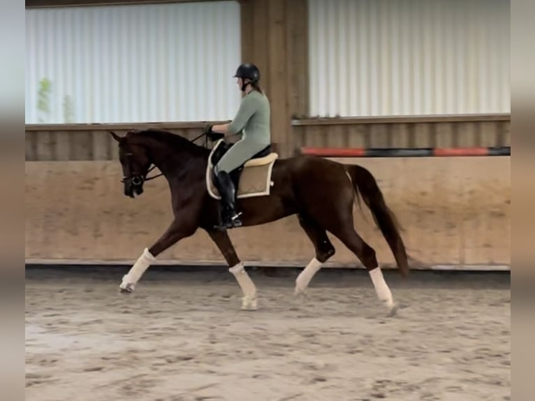 Oldenburg Gelding 7 years 16,2 hh Chestnut in Pfaffenhofen