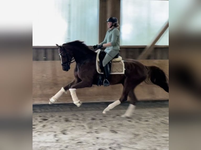 Oldenburg Gelding 7 years 16,2 hh Chestnut in Pfaffenhofen