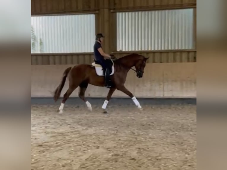 Oldenburg Gelding 7 years 16,2 hh Chestnut in Pfaffenhofen
