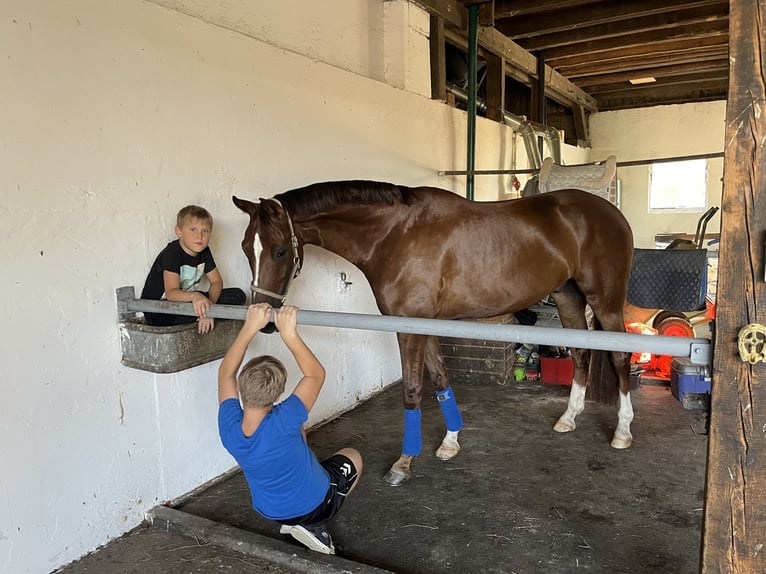 Oldenburg Gelding 7 years 16,2 hh Chestnut in Pfaffenhofen