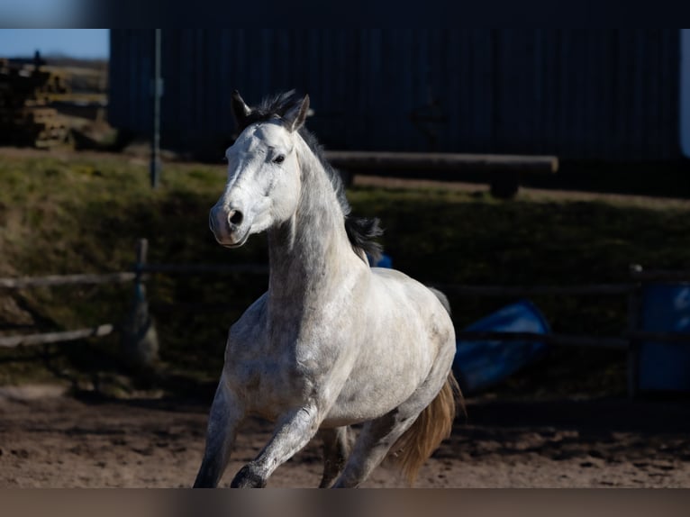 Oldenburg Gelding 7 years 16.2 hh Grey-Dapple in Geisenheim