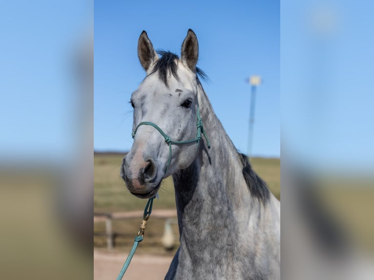 Oldenburg Gelding 7 years 16.2 hh Grey-Dapple in Geisenheim