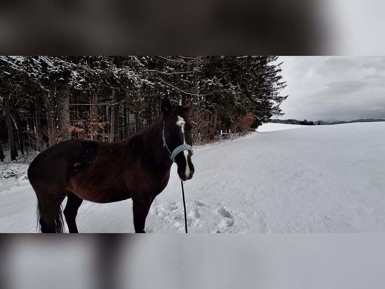 Oldenburg Mix Gelding 7 years 16.2 hh Smoky-Black in Koppl
